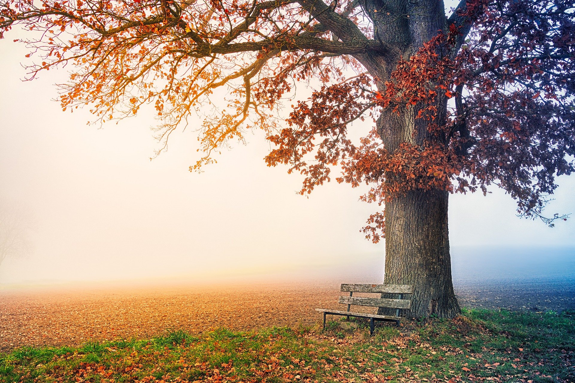 Arbol